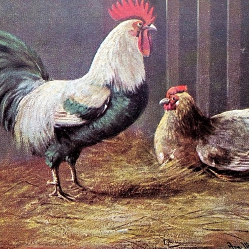 Почтовая открытка (1901 г.)